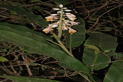 Alpinia malaccensis